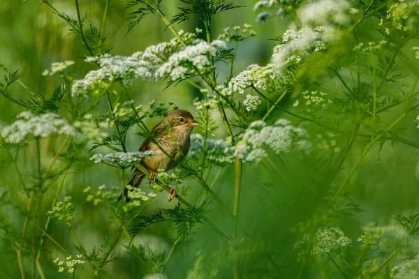 Oiseau Whitethroat Dans Nature — Photo