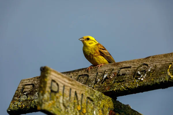 Pájaro Silbador Amarillento Naturaleza —  Fotos de Stock