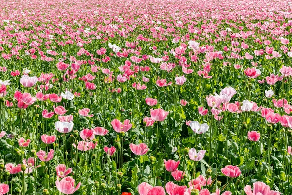 Flowers Opium Poppy Field — Stock Photo, Image