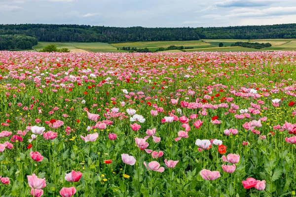 Flores Campo Amapola Opio — Foto de Stock