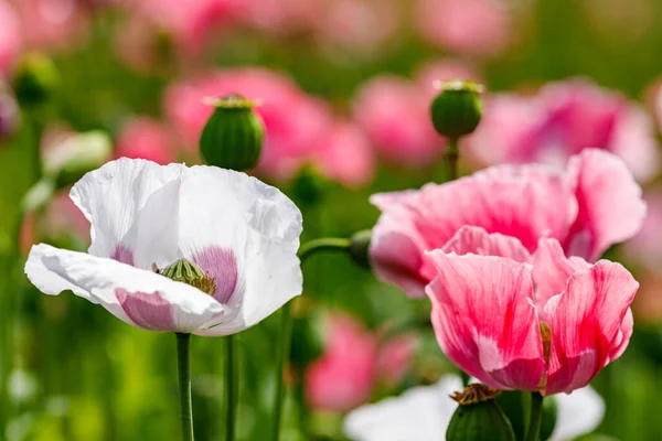 Flowers Opium Poppy Field — Stock Photo, Image