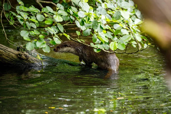 Otter Playing Water — Stock Photo, Image