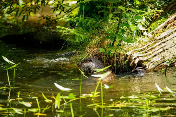 Een Otter Speelt Het Water — Stockfoto