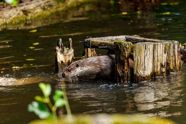 Otter Playing Water — Stock Photo, Image