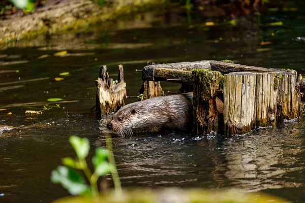 Otter Playing Water — Stock Photo, Image