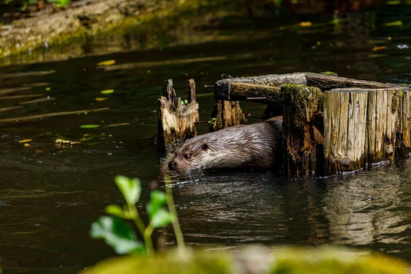 Otter Playing Water — Stock Photo, Image