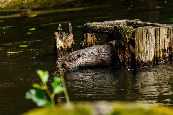 Otter Playing Water — Stock Photo, Image