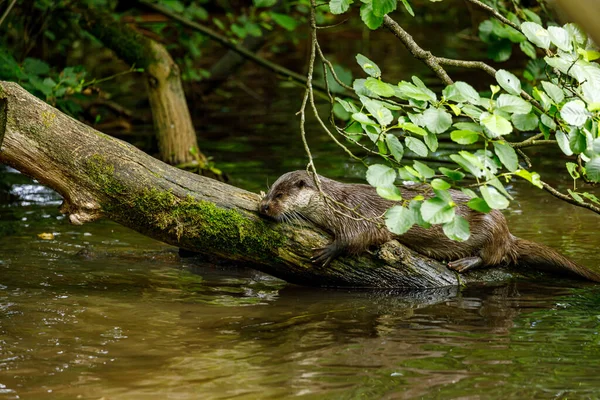 Otter Playing Water — Stock Photo, Image