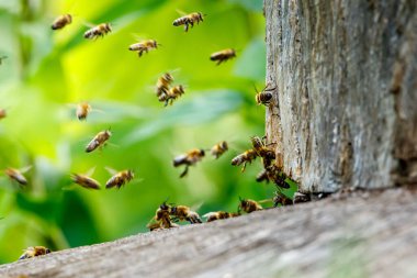 Arı kovanında bal arısı sürüsü