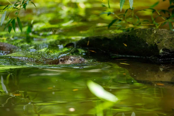 Uma Lontra Está Brincando Água — Fotografia de Stock