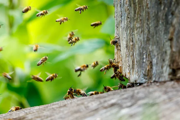 A swarm of honey bees at the bee house