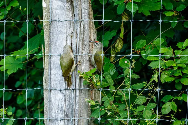 Bagajdaki Gri Başlı Ağaçkakan — Stok fotoğraf