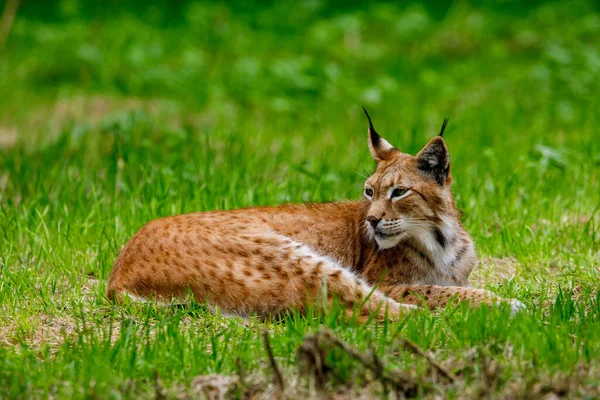 Lynx Dans Herbe — Photo