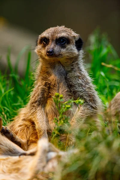 Meerkat Vigia — Fotografia de Stock