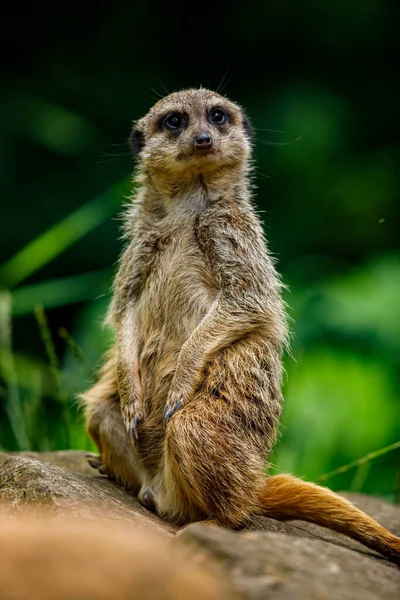 Meerkat在观望 — 图库照片