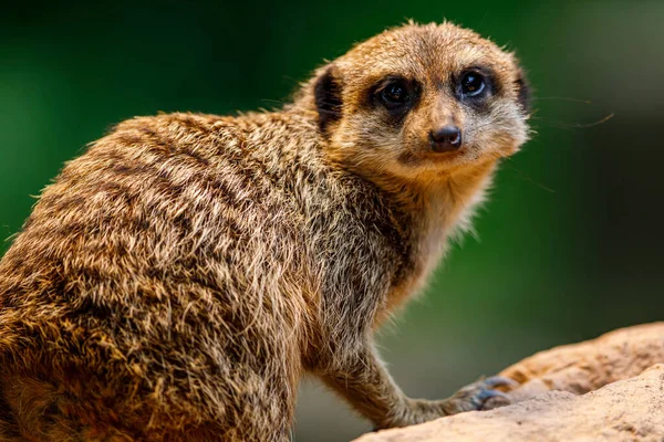 Meerkat Vigia — Fotografia de Stock