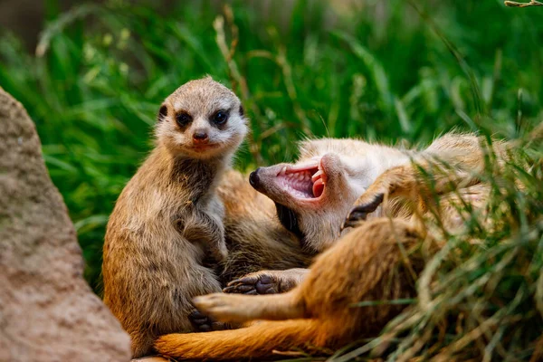 Meerkat在观望 — 图库照片