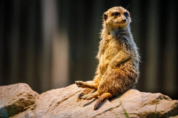 Meerkat在观望 — 图库照片