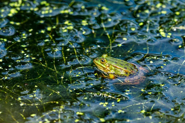 Een Groene Kikker Het Water — Stockfoto