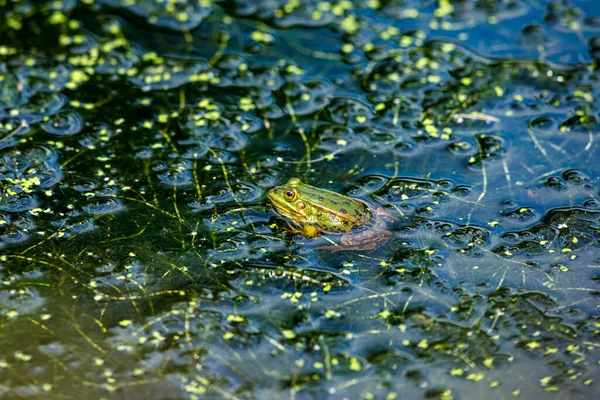 Een Groene Kikker Het Water — Stockfoto