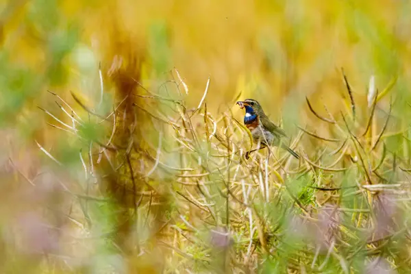 カノーラ畑のブルースロートの鳥が — ストック写真
