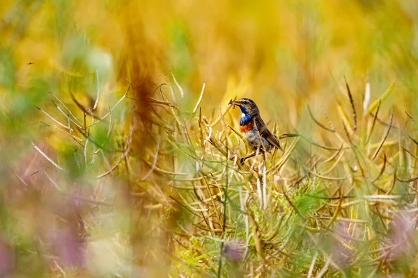 Ein Blaukehlchen Einem Rapsfeld — Stockfoto