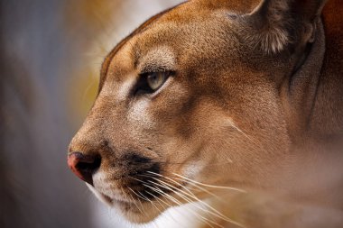 Bir puma ya da dağ aslanı portresi