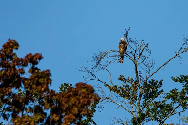 a red kite on a tree