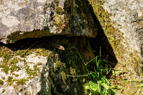 Taşlar Arasında Romanyalı Bir Kertenkele — Stok fotoğraf