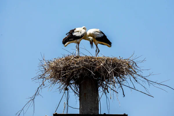 Two White Storks Nest — Stock Photo, Image