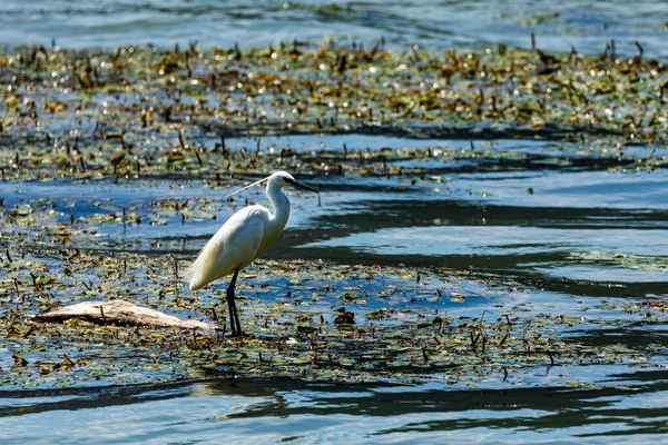 Una Garza Blanca Río Danubio —  Fotos de Stock