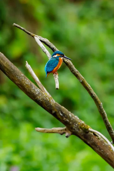 Kingfisher Bird Sitting Branch — Stock Photo, Image