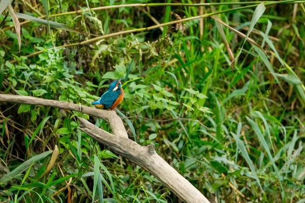 Kingfisher Kuşu Dalda Oturuyor — Stok fotoğraf