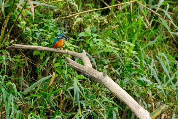 Pájaro Pescador Sentado Rama —  Fotos de Stock