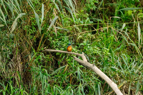 Pájaro Pescador Sentado Rama — Foto de Stock