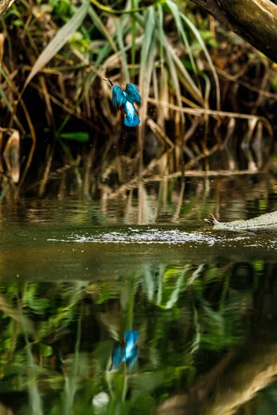 Ijsvogel Zittend Tak — Stockfoto