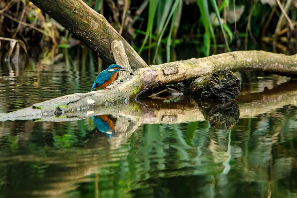 Pájaro Pescador Sentado Rama — Foto de Stock