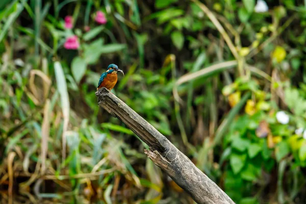 Kingfisher Ptak Siedzi Gałęzi — Zdjęcie stockowe