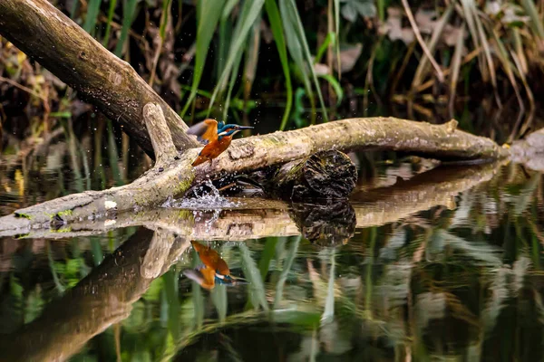 Pájaro Pescador Sentado Rama — Foto de Stock