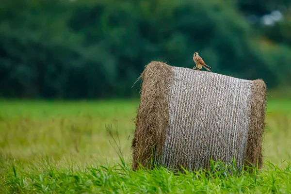 野原の干し草の玉の上のケストレル — ストック写真