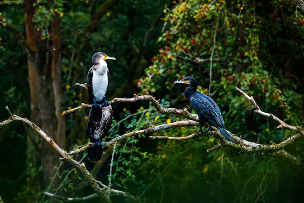 Cormoranes Árbol Río — Foto de Stock