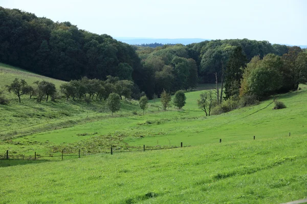 Forest and Meadow — Stock Photo, Image