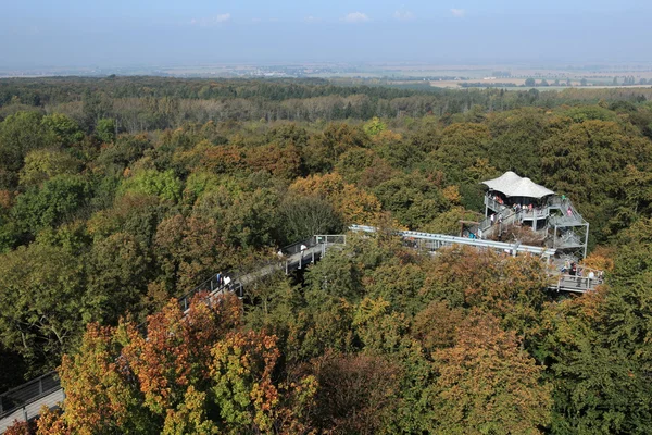 A Nemzeti Park Hainich Németországban — Stock Fotó