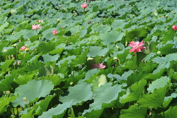 Lotus Flower — Stock Photo, Image