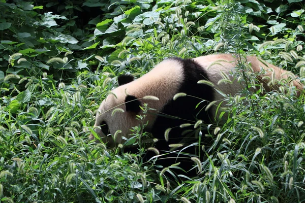 Duży Miś Panda — Zdjęcie stockowe