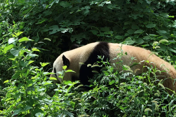 Nagy Panda medve — Stock Fotó