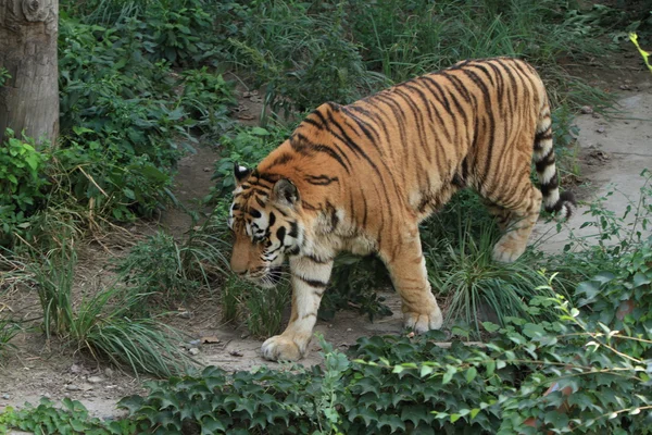 A Tiger in China — Stock Photo, Image