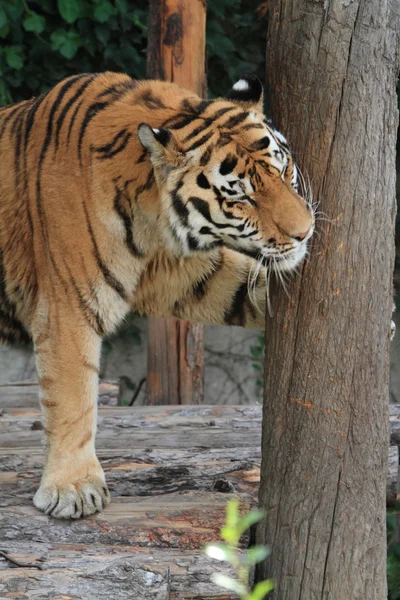 A Tiger in China — Stock Photo, Image