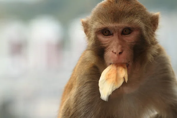 Rhesus Monkey Macaca Mulatta — Stock Photo, Image