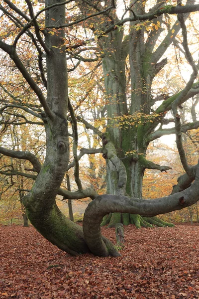 La jungle de la forêt de Reinhard en Allemagne — Photo